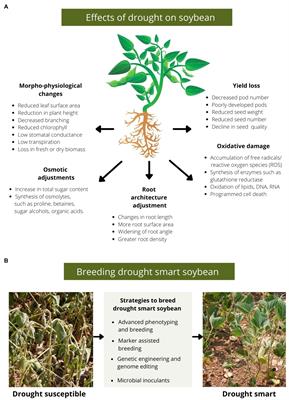 Towards Developing Drought-smart Soybeans